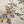 Iron Butterfly